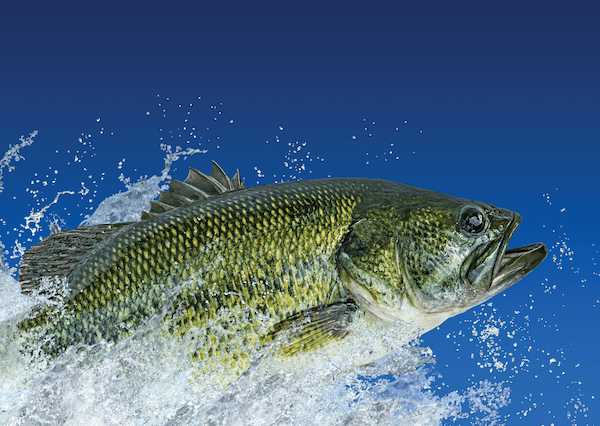Lakewood Bass Fishing Club Lakewood Bass Fishing Club