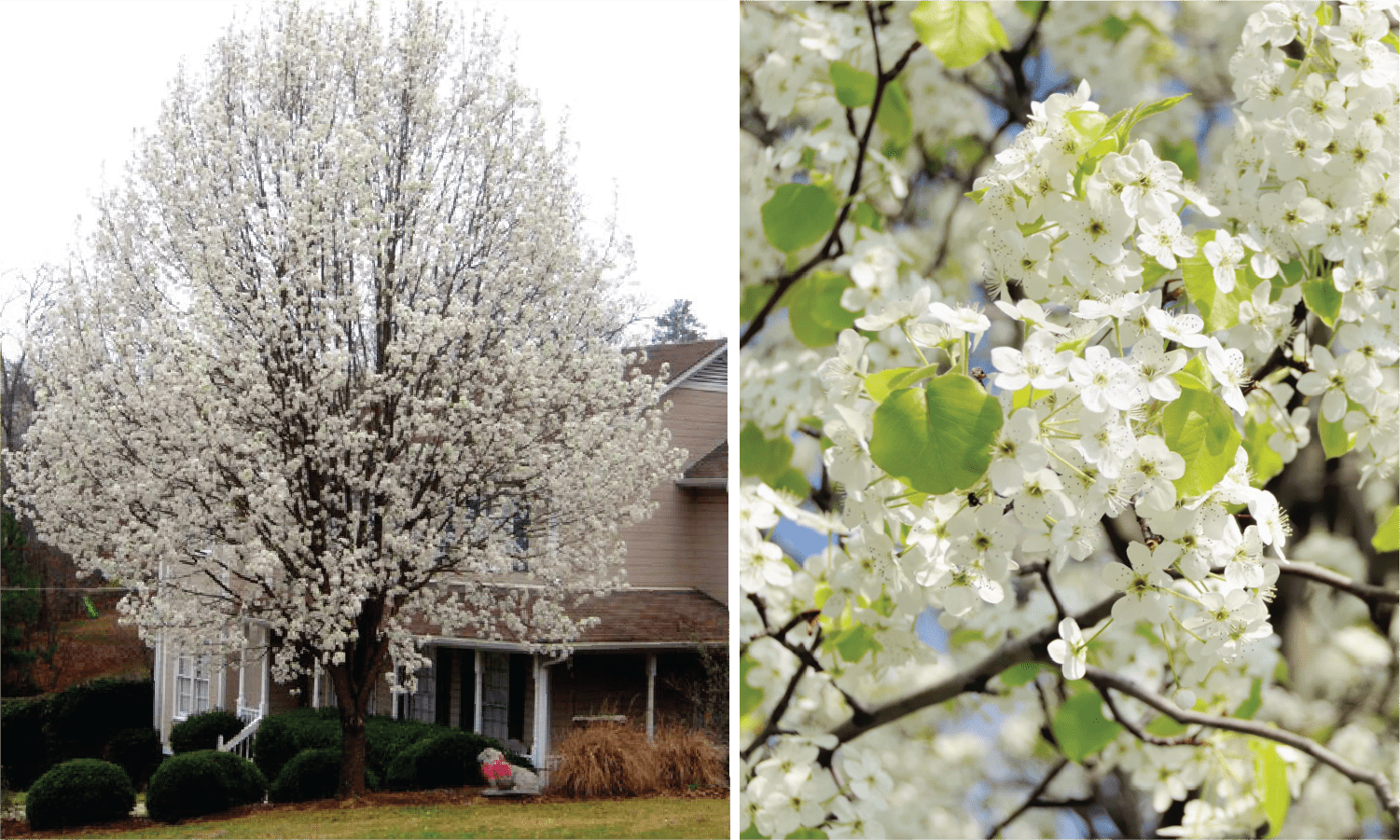 Bradford Pears