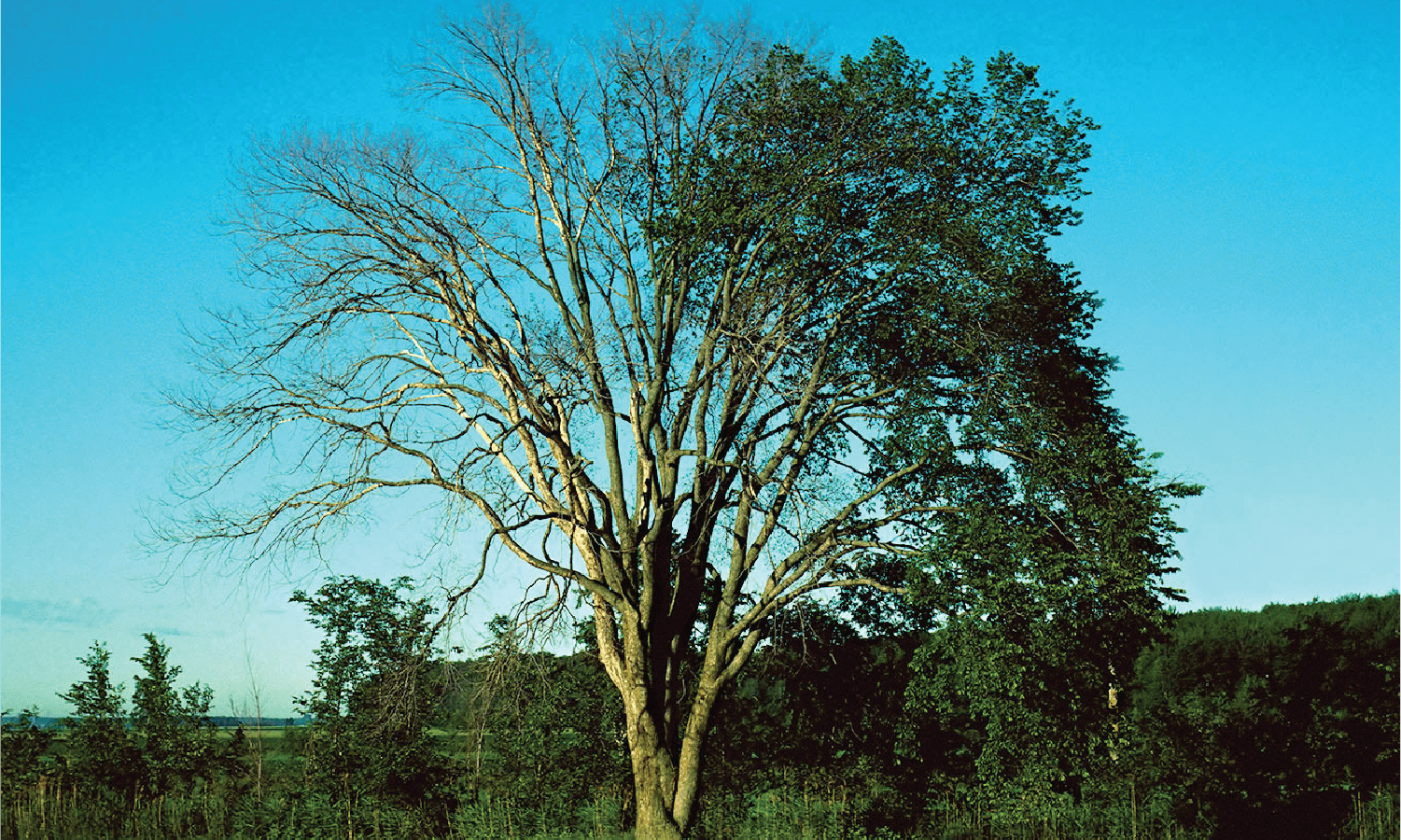 Dutch Elm Disease (fungus)