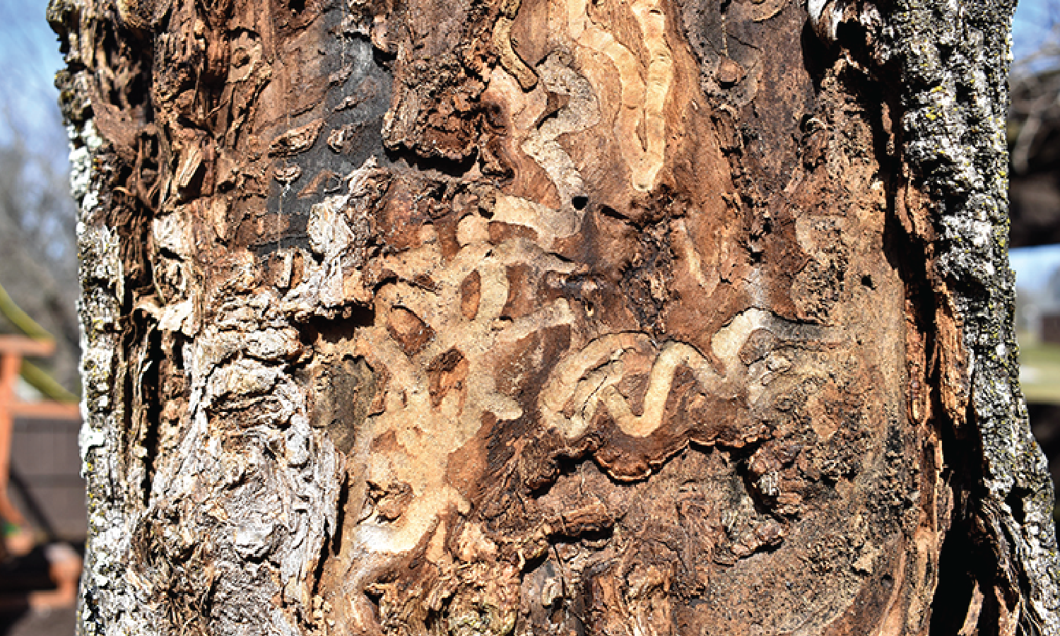 Emerald Ash Borer (beetles)