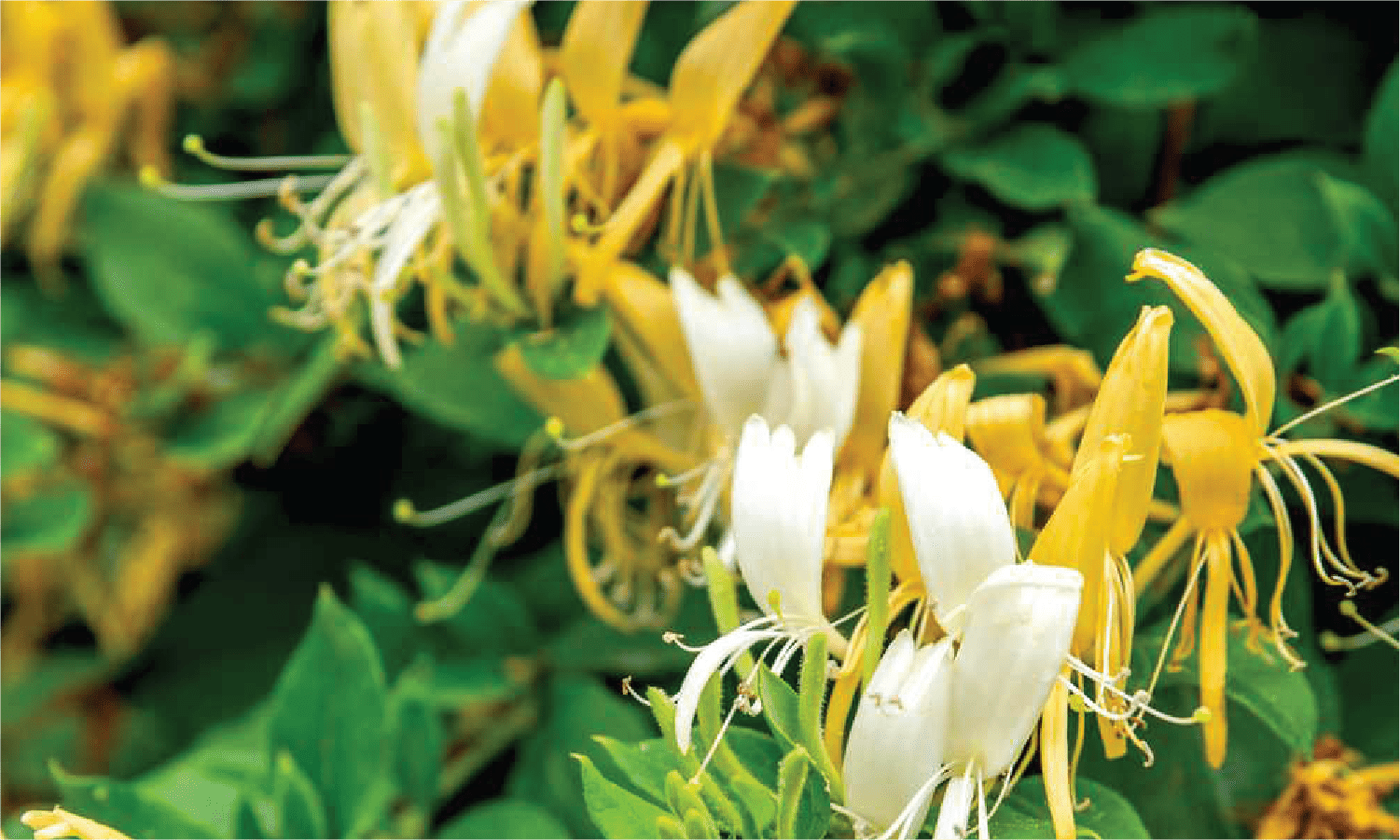 Japanese Honeysuckle