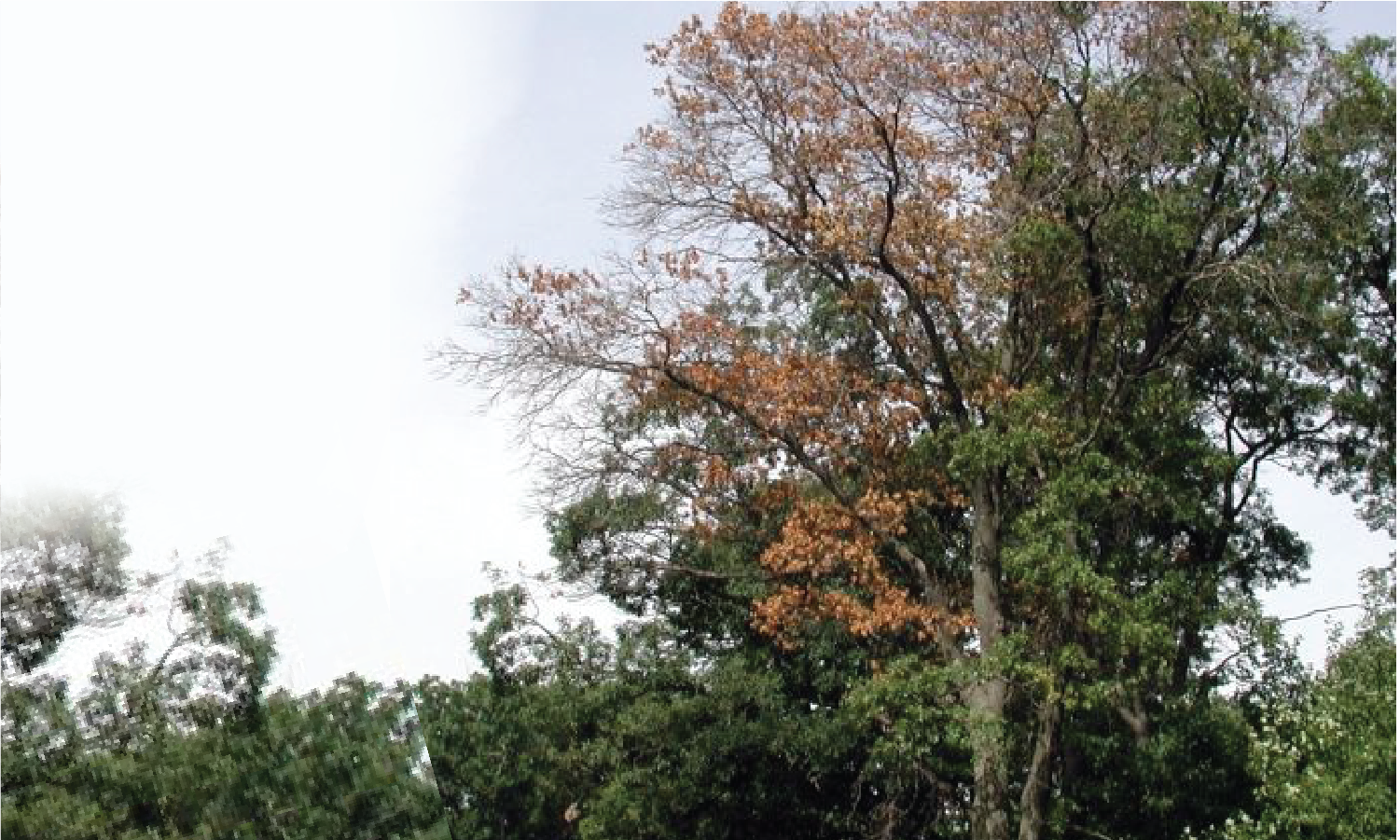 Oak Wilt Disease (fungus)